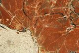 Polished Petrified Wood (Araucarioxylon) - Arizona #284325-1